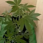 Dognabis Cup (#21) P- Photoperiodic