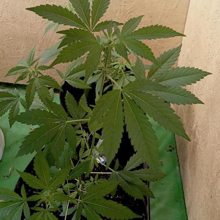 Dognabis Cup (#21) P- Photoperiodic