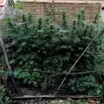 Delicious Outdoor Growing Contest 2025