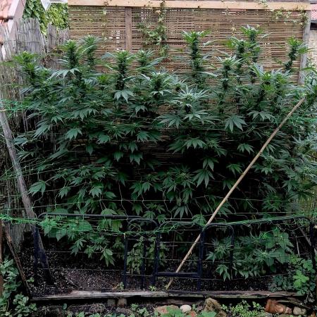 Delicious Outdoor Growing Contest 2025