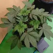 Permanent Bluez -Biotabs - Autopot