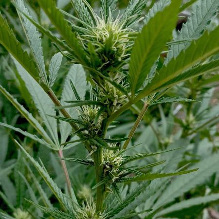 Outdoor 26// Hippieweed +Honey Cream