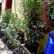 OUT 26// Shining Silver Haze/ Autopot