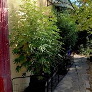 OUT26/NEW/ RED BOTTOMS- Sensi Seeds