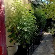 OUT26/NEW/ RED BOTTOMS- Sensi Seeds