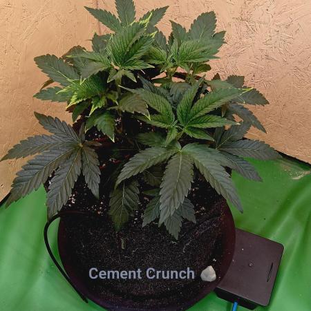 Autopot+Biotabs vs. Photoperiods #2026/1