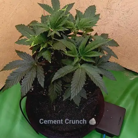 Autopot+Biotabs vs. Photoperiods #2026/1