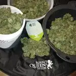 Mimosa Automatic // AUTOPOT// BIotabs