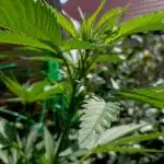 Dutch Passion Growing Competition 2025