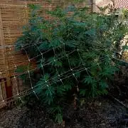 Outdoor 26// Alpskush- Swisscannabinoid
