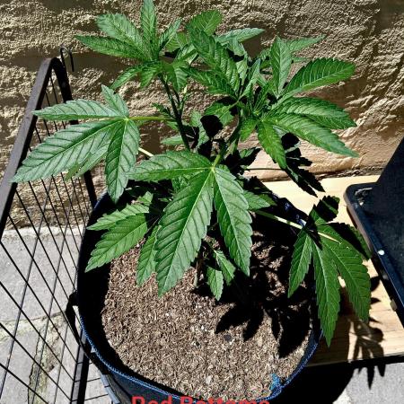 OUT26/NEW/ RED BOTTOMS- Sensi Seeds