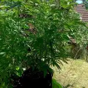 Outdoor 26// Hippieweed +Honey Cream