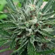 OUT26/NEW/ SPACE TUNNELS- Sensi Seeds