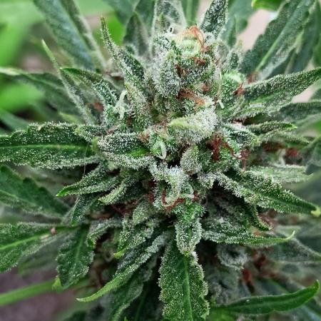 OUT26/NEW/ SPACE TUNNELS- Sensi Seeds