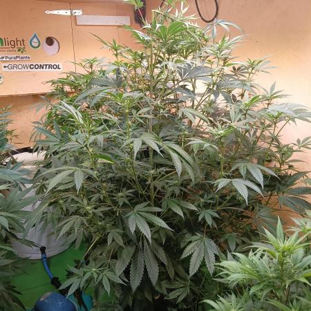 Autopot+Biotabs vs. Photoperiods #2026/2