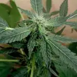 Dognabis Cup (#21) P- Photoperiodic