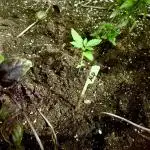 Alpskush-Outdoor// SWISSCANNABINOID