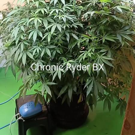 Gaia F1 /7 Autopot// Biotabs