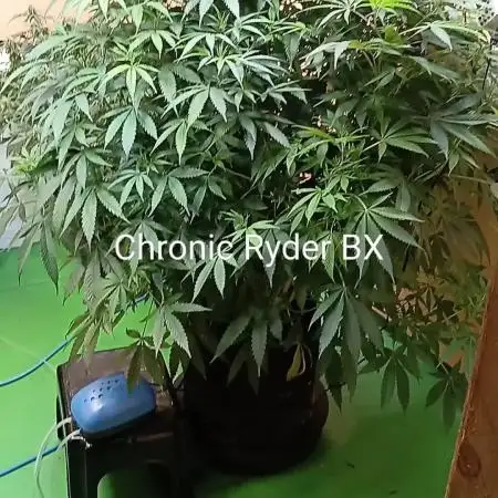 Gaia F1 /7 Autopot// Biotabs