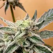 Autopot+Biotabs vs. Photoperiods #4