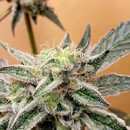 Autopot+Biotabs vs. Photoperiods #4