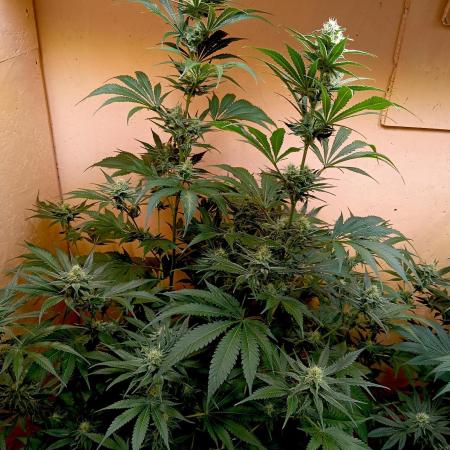 Autopot+Biotabs vs. Photoperiods #1