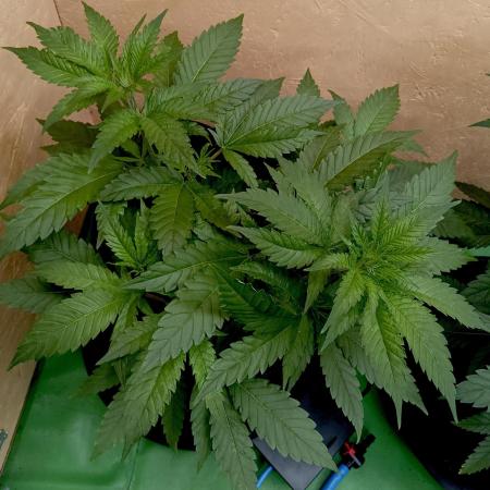 Autopot+Biotabs vs. Photoperiods #1