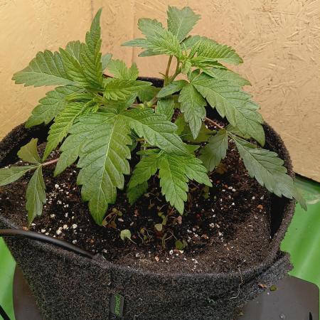 Autopot+Biotabs vs. Photoperiods #2026/1