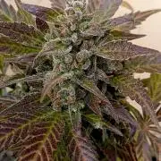 Delicious Blue Northern Light