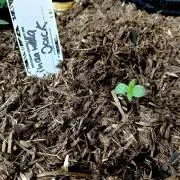 Outdoor 26// DP- Auto Cindarella Jack