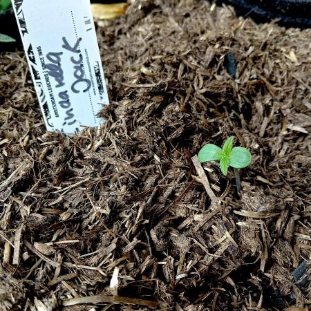 Outdoor 26// DP- Auto Cindarella Jack