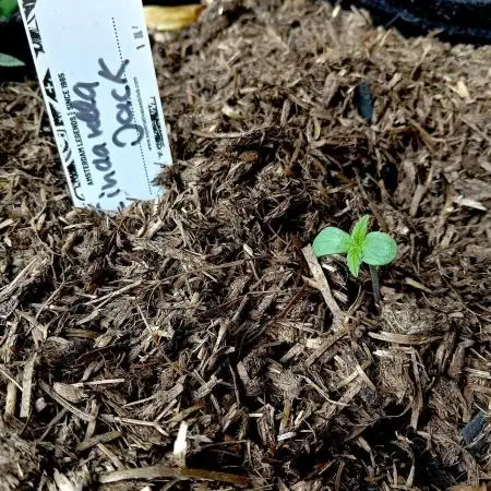 Outdoor 26// DP- Auto Cindarella Jack
