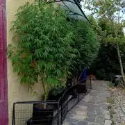 OUT26/NEW/ RED BOTTOMS- Sensi Seeds