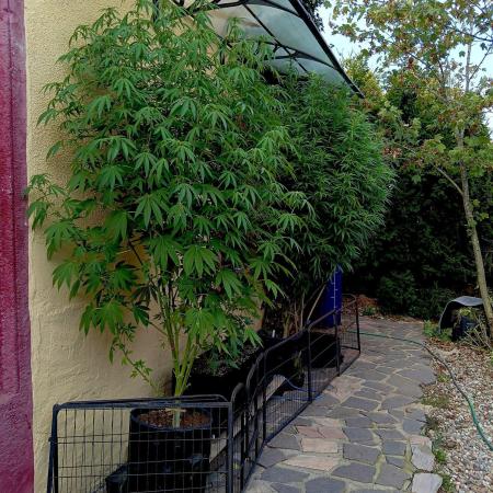 OUT26/NEW/ RED BOTTOMS- Sensi Seeds