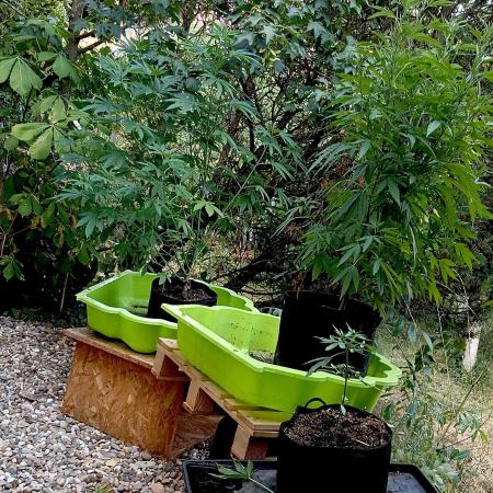 Outdoor 26// Hippieweed +Honey Cream