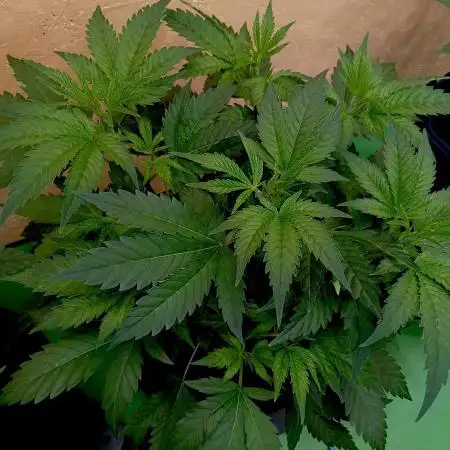 Autopot+Biotabs vs. Photoperiods #2