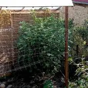Outdoor 26// Alpskush- Swisscannabinoid