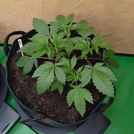Autopot+Biotabs vs. Photoperiods #2026/3