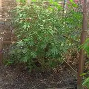 Outdoor 26// Alpskush- Swisscannabinoid