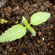 Permanent Bluez -Biotabs - Autopot