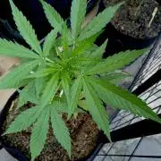 Outdoor 26// DP- Auto Cindarella Jack