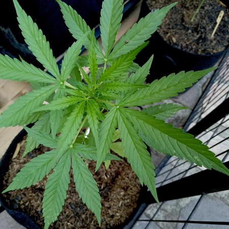 Outdoor 26// DP- Auto Cindarella Jack