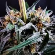 Oh Paloma " LA BLANCA"// Hyphotonflux