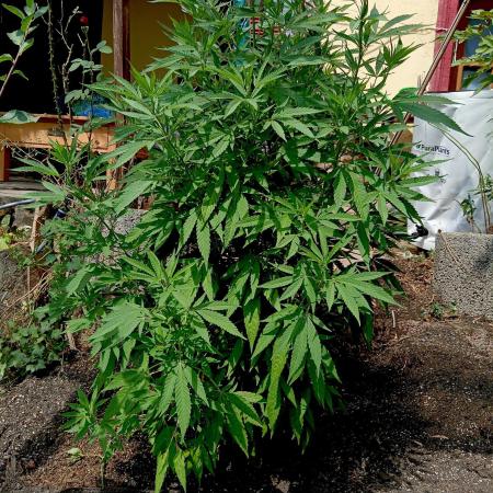 Outdoor 26// Hippieweed +Honey Cream