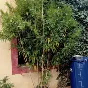 OUT 26// Shining Silver Haze/ Autopot