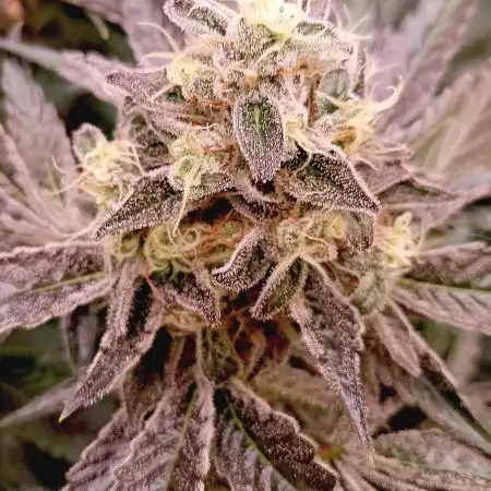 Permanent Bluez -Biotabs - Autopot