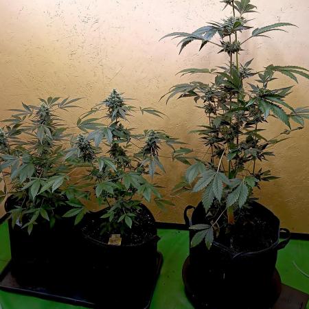 Autopot+Biotabs vs. Photoperiods #4