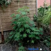 Outdoor 26// Alpskush- Swisscannabinoid