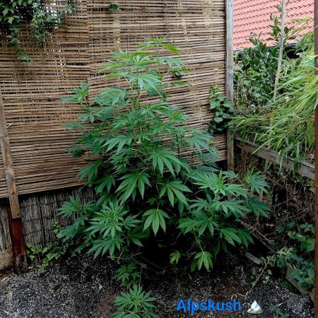 Outdoor 26// Alpskush- Swisscannabinoid