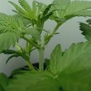 urban Chili vs "Sticky Broccoli "